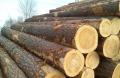 Лес кругляк на распиловку от 18 см Лес кругляк на распиловку от 18 см