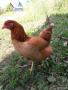 Куры несушки,частичного оперения