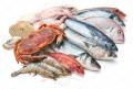 Оптовая продажа рыбы и морепродуктов