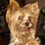 Отдам йоркширского терьера