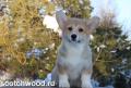 Щенки Вельш Корги Пемброк. Питомник РКФ Scotchwood. Щенки Вельш Корги Пемброк. Питомник РКФ Scotchwood.