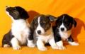 Щенки Вельш корги кардиган, активные, игривые Щенки Вельш корги кардиган, активные, игривые