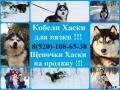Яркие кобели хаски для вязки черно-белого окраса Яркие кобели хаски для вязки черно-белого окраса