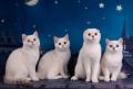 Котята Шотландские от элитной титулованной пары Котята Шотландские от элитной титулованной пары